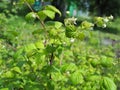 Bee Pollinating Raspberry Flowers sunny summer day Royalty Free Stock Photo