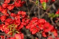 Bee pollinating red flowers Japanese quince Royalty Free Stock Photo