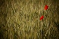 Bee pollinating a red poppy flower on a wheat field. Royalty Free Stock Photo