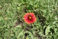 Bee pollinating red and yellow flower of Gaillardia aristata Royalty Free Stock Photo