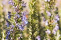 Bee pollinating rosemary shrub in bloom