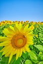 Bee pollinating single sunflower standing out from large field of sunflowers under blue sky Royalty Free Stock Photo