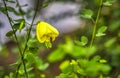 Bee pollinating