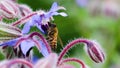 Bee pollinating Starflower Borago officinalis