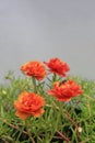 Bee pollinating sun plant or portulaca grandiflora.