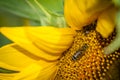 Bee pollinating a sunflower