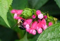 Close up of a bee pollinating a cluster of tiny pink flowers