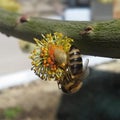 A bee pollinating a tree blossom close-up. Royalty Free Stock Photo