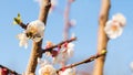 Bee pollinating a tree Royalty Free Stock Photo