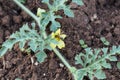 Bee pollinating watermelon flower on the field of organic eco farm