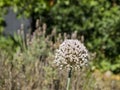 A bee pollinating white circular shaped flowers Allium Royalty Free Stock Photo