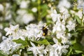 Bee pollinating white Deutzia flowers on a blurred background