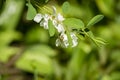 Bee pollinating white flower