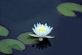 Bee pollinating a white flower of lotus on the water