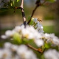 Bee pollinating white apple blossoms on a sunny day Royalty Free Stock Photo