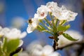 Bee pollinating white apple blossoms on a sunny day Royalty Free Stock Photo
