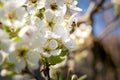 Bee pollinating white apple blossoms on a sunny day Royalty Free Stock Photo