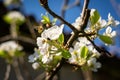 Bee pollinating white apple blossoms on a sunny day Royalty Free Stock Photo