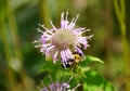 A bee pollinating a white monarda flower