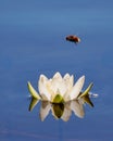 Bee pollinating white and pink lotus flower on water Royalty Free Stock Photo