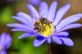 Bee pollinating on a windflower blossom Royalty Free Stock Photo