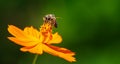 Bee pollinating Yellow Cosmos flower Royalty Free Stock Photo