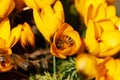 Bee Pollinating Yellow Crocus Royalty Free Stock Photo