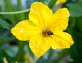 Bee pollinating the cucumber flower Royalty Free Stock Photo