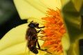 Bee Pollinating Yellow Dahlia Flower Dark Background Royalty Free Stock Photo