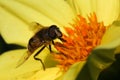 Bee Pollinating Yellow Dahlia Flower Dark Background Royalty Free Stock Photo