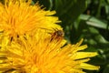 Bee pollinating on a yellow dandelion flower Royalty Free Stock Photo