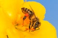 Bee pollinating the yellow flower blossom Royalty Free Stock Photo