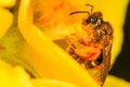 Bee pollinating the yellow flower blossom Royalty Free Stock Photo