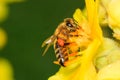 Bee pollinating the yellow flower blossom Royalty Free Stock Photo