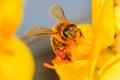 Bee pollinating the yellow flower blossom Royalty Free Stock Photo