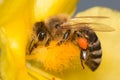 Bee pollinating the yellow flower blossom Royalty Free Stock Photo