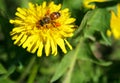 Bee pollinating yellow flower