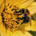 Bee pollinating yellow flower close-up macro Royalty Free Stock Photo