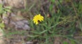 Bee, Pollinating, Yellow flower, Outside Royalty Free Stock Photo