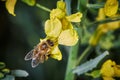 Bee pollinating yellow kale flowers