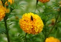 Bee pollinating a yellow Marigold flower