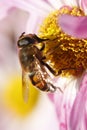 Bee during pollination