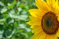 Bee pollination of a blooming sunflower Royalty Free Stock Photo