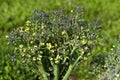 Bee on the broccoli flower