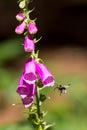 Bee pollination. Bumblebee flying towards garden foxglove digit Royalty Free Stock Photo
