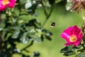 Bee Pollination. Bumblebee insect flying to a garden rose flower