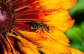 Bee Pollination Closeup