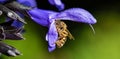 Bee Pollination Closeup