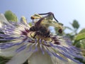 Bee in passiflore flower Royalty Free Stock Photo
