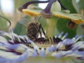 Bee in passiflore flower Royalty Free Stock Photo